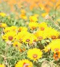 ANALYSIS: Namaqualand daisies are flowering earlier: why it’s a red flag