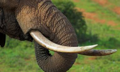 World Elephant Day thrusts poaching under the spotlight
