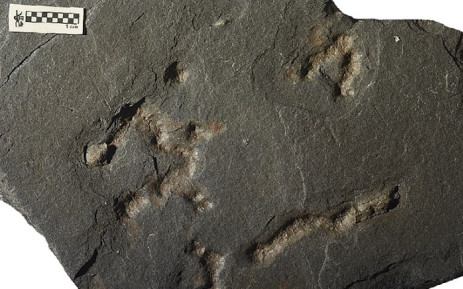 A handout picture taken and released by the CNRS of the Poitiers Universite on 11 February 2019 shows fossil traces of movement in a 2.1 billion-year-old rock./ Ph. AFP