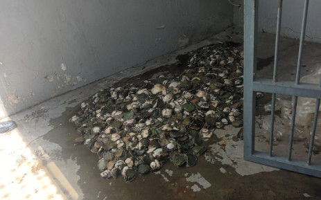 WC police nab man 69 for possession of abalone worth R350k