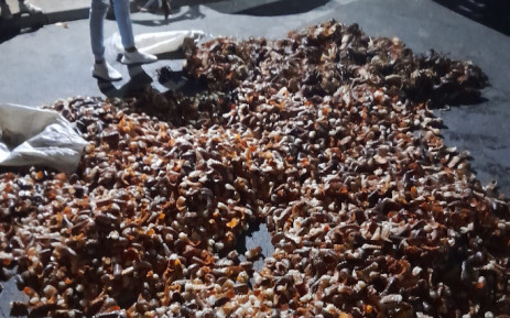 Five suspects were arrested for the possession of West Coast rock lobster without a permit on 19 November 2023. Picture: @SAPoliceService/X