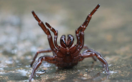 An undated photo received from The Australian Reptile Park on 24 March 2021 shows a deadly funnel-web spider. Picture: The Australian Reptile Park/AFP