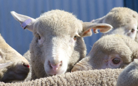 Sheep before shearing - @ roboriginal/123rf.com    