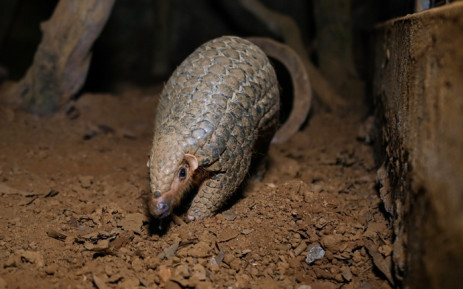 FILE: Believed to be the world's most trafficked animal, pangolins are only found in the wild in Asia and Africa. Picture: AFP