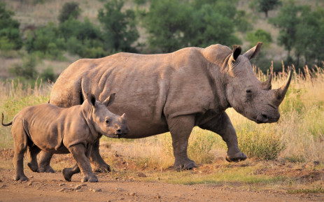 File. A white rhino and her calf at Kruger National Park, South Africa. Picture: pixabay.com