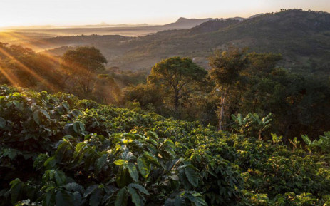 Coffee plantation in eastern Zimbabwe. Picture: Supplied.
