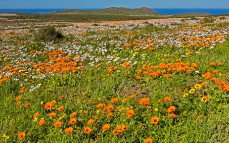 Image of spring flowers in the West Coast National Park. Picture: @geoffsp/123rf.com


