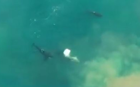 Screen grab from video of orca attack on great white shark posted by Michelle Jewell @TheSharkologist  (drone footage by Christiaan Stopforth in exclusive Daily Beast clip from Shark Week special).