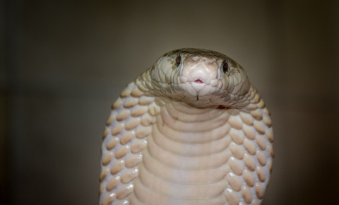 Snake cobra 123rf