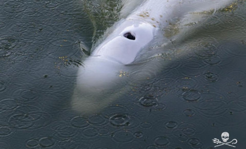[PICS] A beluga lost in the Seine near Paris, scientists desperate to save it