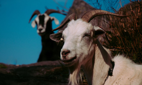 goat-animal-pexels-photo-2860869jpeg