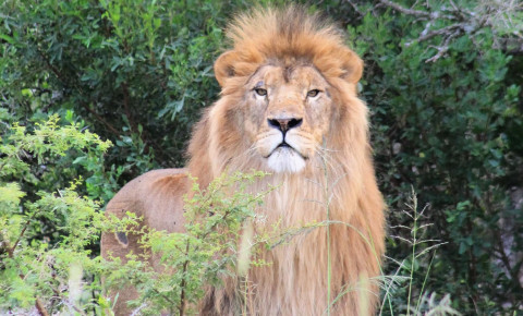 [PICS] Doi lei au fost salvați din Ucraina și s-au stabilit în noua casă din Eastern Cape