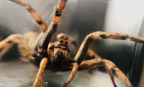 A wolf spider. Photo: Wikimedia Commons/Raphaël Poupon
