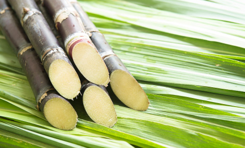sugar cane 123rf