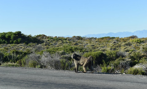 baboon-Cape-Peninsula-Cape-Town-123rf