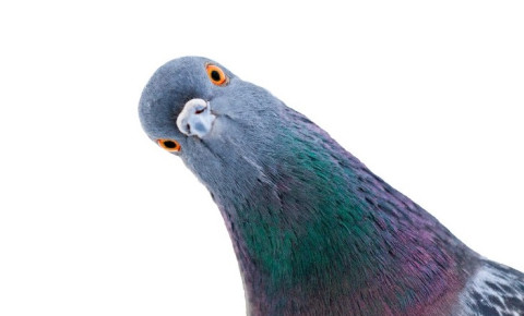 pigeon-looking-into-camera-surprisejpg