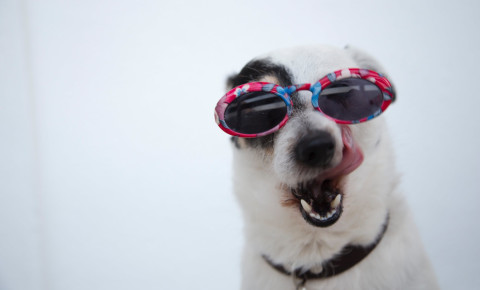 dog-with-sunglassesjpeg