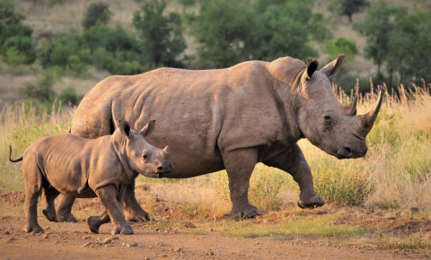 White rhino calf pixabay