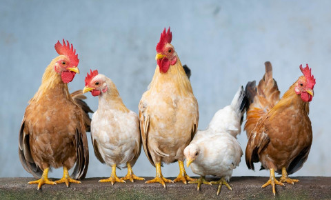 Stock image of chickens. Picture: Pixabay