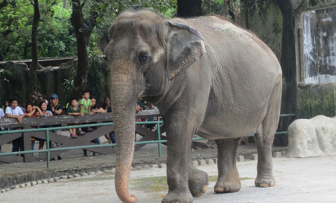 Mali the elephant at Manila Zoo. Photo: Wikimedia Commons/Wolfgang Hägele