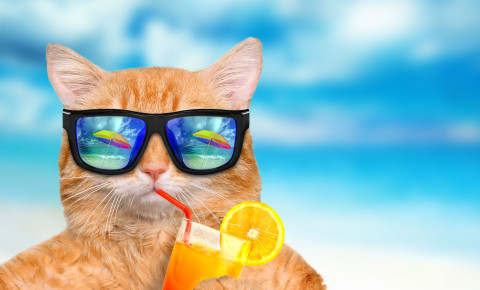 Funny cat with sunglasses 123rf