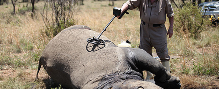 FILE: It has been revealed that 548 rhino have fallen victim to poachers in the Kruger National Park this year. Picture: EWN.