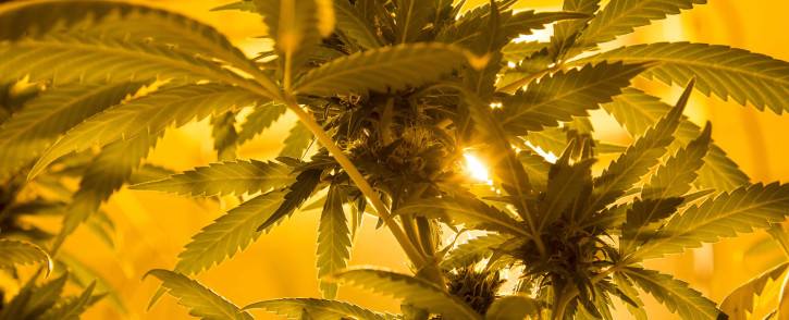 Medical marijuana plants under lighting in a grow house. Picture: EWN