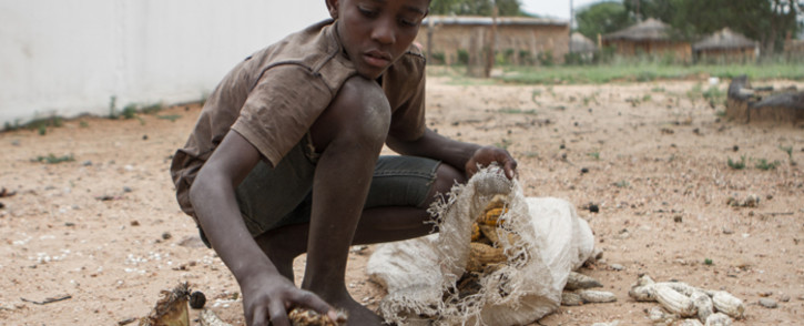 A file picture showing a 13-year-old Prince Mpofu packing last years harvest from the irrigated gardens for storage in the village of Nsezi in Matabeleland, southwestern Zimbabwe. Picture: AFP.