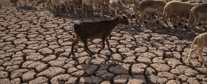 A herd of sheep walk over cracked earth at al-Massira dam in Ouled Essi Masseoud village, some 140 kilometres south from Morocco's economic capital Casablanca, on August 8, 2022 amidst the country's worst drought in at least four decades. Picture: Fadel Senna / AFP.
