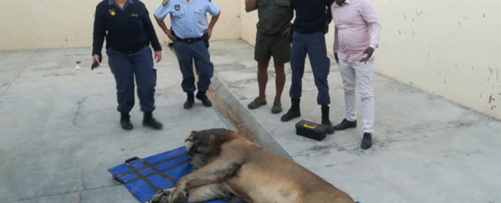 The lion, that went missing from the Karoo National Park, was found roaming 50 kilometres from Sutherland towards Calvinia, in the Northern Cape. Picture: Supplied.