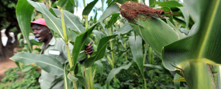 FILE: Grain market analyst Deon Scheepers says heavy rain in March resulted in a bumper maize crop. Picture: AFP.