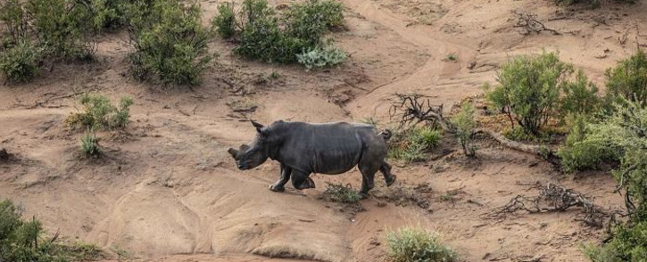 FILE: A bull rhino. Picture: Thomas Holder/Eyewitness News