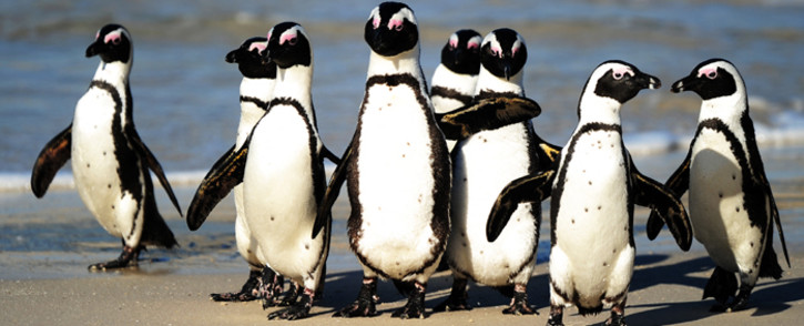 FILE: African penguins at Table Mountain National Park between Simon's Town and Cape Point, near Cape Town, in South Africa. Picture: AFP PHOTO/Jewel SAMAD