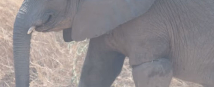 A screengrab of a young elephant with a wire snare around its leg. Picture: Kariba Animal Welfare Fund Trust/Facebook