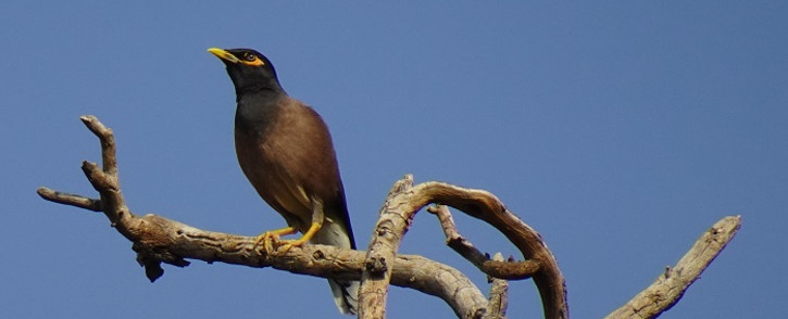 FILE: Indian Mynahs are not native to the Kruger and can upset the avifauna in the area if they settle within the park. Picture: Bishnu Sarangi from Pixabay 