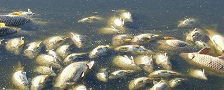 An estimated 10,000 individual fish have been found dead in Zeekoevlei in Cape Town. Picture: Siyabonga Sesant/EWN.