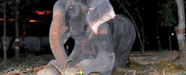 Raju the elephant was released from captivity after 50 years by Wildlife SOS. Picture: Wildlife SOS.