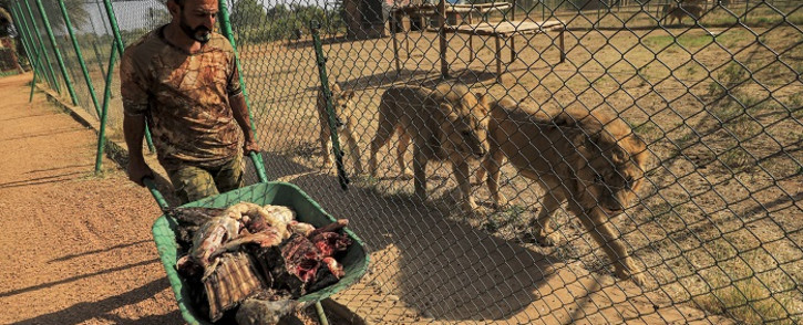 Male lions and female lionesses follow an animal keeper carrying food in a wheelbarrow from behind the fence of an enclosure at the Sudan Animal Rescue centre in al-Bageir, south of the capital Khartoum on February 28, 2022. Picture: Ashraf Shazly / AFP