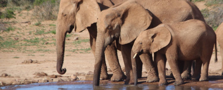 Elephants at a water hole in the Addo Elephant National Park in the Eastern Cape. Picture: Kaylynn Palm/Eyewitness News