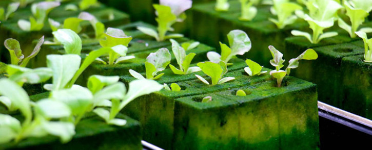 A hydroponics farming project. Picture: Pixabay.com