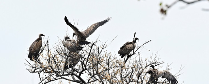 A flock of vultures descend on a tree at the Boma National Park in eastern South Sudan on 4 February 2020. South Sudan holds enormous ecotourism potential, boasting Africa's largest savanna and wetland, the second-largest mammal migration on earth, and the lions, elephants and myriad other endangered and iconic species that have long lured visitors to the continent. Picture: AFP. 
