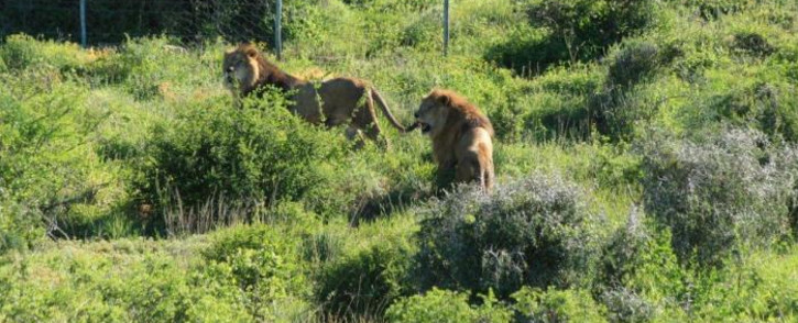 Brothers, Black and Jora are reunited at the Shamwari Game Reserve after a three day journey from Bulgaria on 28 September 2015. Picture: supplied