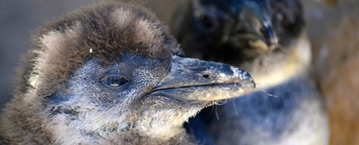 Young, abandoned penguin chicks are taken in at SANCCOB every year and cared for in an attempt to boost colony numbers of the endangered birds. Picture: Aletta Gardner/EWN