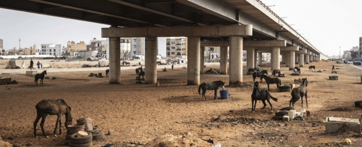 Horses used to pull carts are pictured under a new bridge in Dakar on May 5, 2021. Horses are ubiquitous in the booming West African city of 3.5 million people, where carts weave through traffic-clogged streets and squeeze down narrow sandy alleyways. Drivers carry goods and people at a cheap rate, and increasingly, also collect garbage in neighbourhoods unserved by rubbish trucks. Picture: John Wessels / AFP
