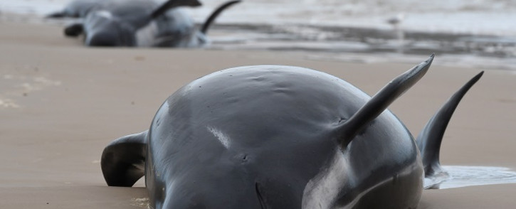 This handout photo taken and received from Brodie Weeding from The Advocate on 22 September 2020 shows a pod of whales stranded on a beach in Macquarie Harbour on the rugged west coast of Tasmania. Picture: AFP