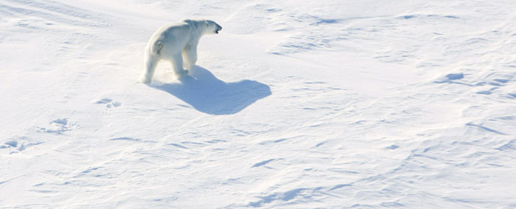FILE: A polar bear in the Arctic near the North Pole. Picture: AFP