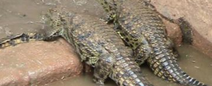 A file image of crocodiles. Picture: Tshepo Lesole/Eyewitness News