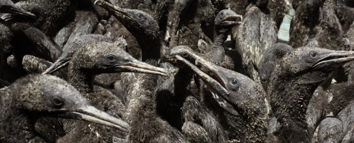 Some of the 1,200 Cape Cormorant chicks being taken care of after being rescued from Robben Island at the Southern African Foundation for the Conservation of Coastal Birds (SANCCOB), in Cape Town on January 28, 2021. The chick's parents abandoned them, it is thought, for a lack of food, which is mostly anchovies. Picture: Rodger Bosch / AFP
