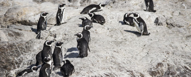 A colony of penguins is seen on St Croix island in Algoa Bay outside Port Elizabeth, on 8 July 2020. Picture: AFP