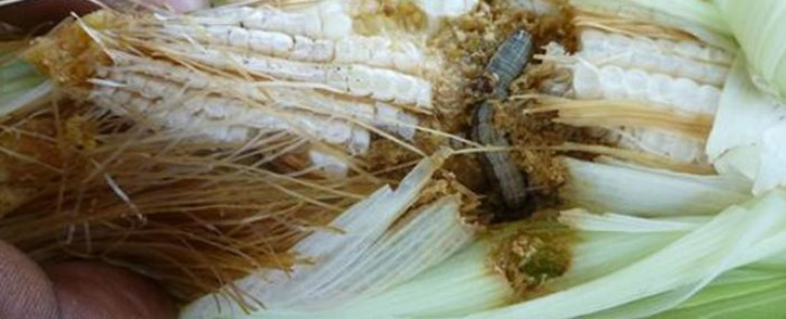 An armyworm caterpillar eating kernels of maize. Picture: Centre for Agriculture and Biosciences International